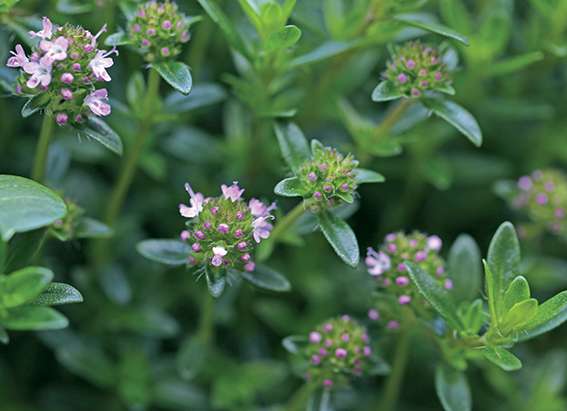 De l'hydrolat de sariette efficace contre le candida albicans