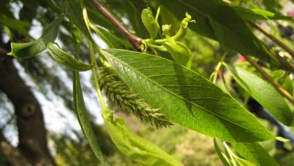 Feuille de saule