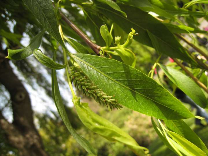 Feuille de saule