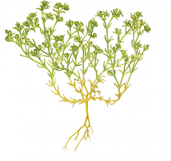Gnavelle (Scleranthus annuus)
