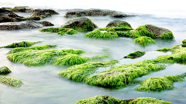 Les algues 