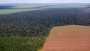 Déforestation liée au à la culture du soja