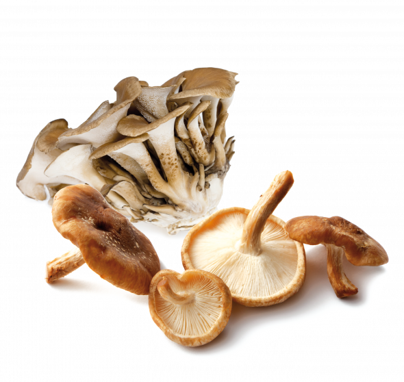 shiitake maitake