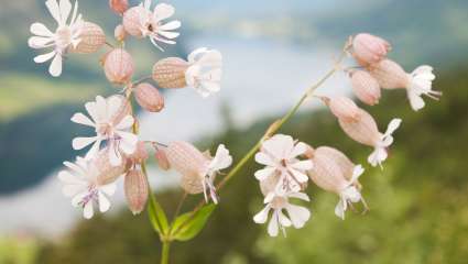 Silène (Silene vulgaris)