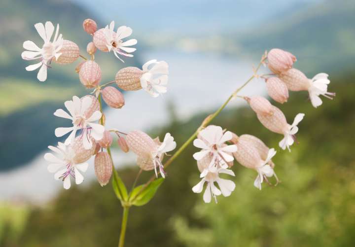 Silène (Silene vulgaris)