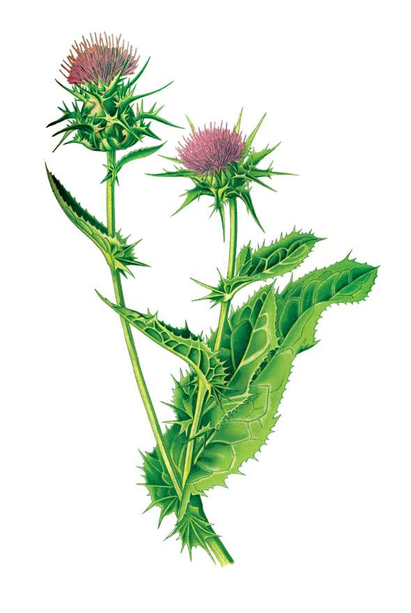 Chardon Marie (Silybum Marianum)