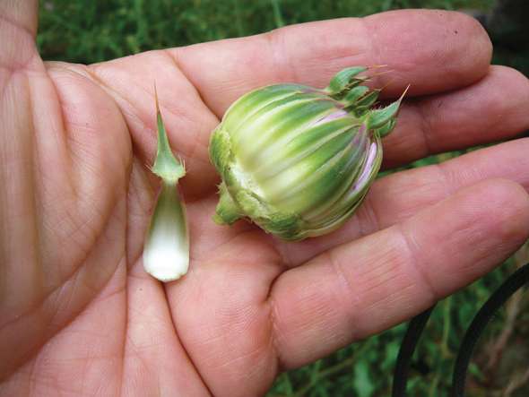 Chardon Marie (Silybum Marianum)