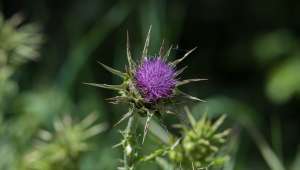 Silybum marianum