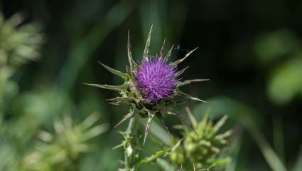 Silybum marianum