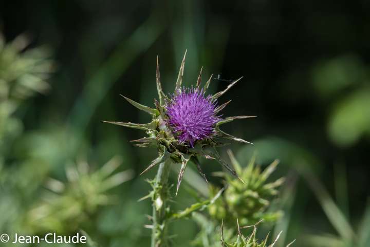 Silybum marianum