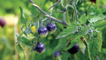 Solanum lycopersicoides, la tomate sauvage ultra-résistante