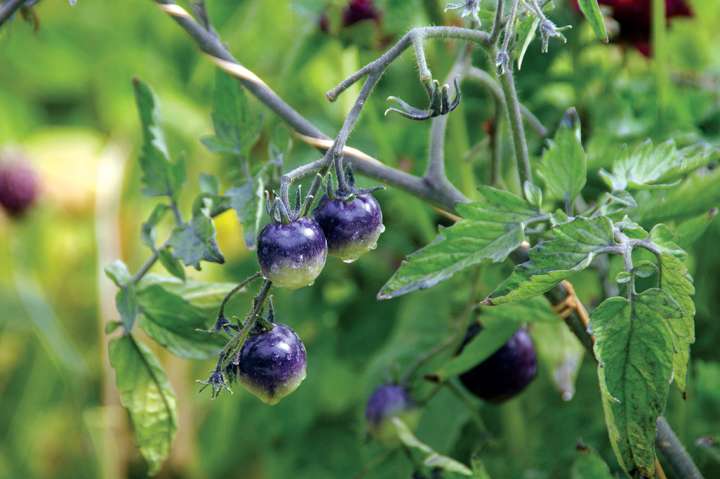 Solanum lycopersicoides, la tomate sauvage ultra-résistante