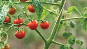 De futurs médicaments issus des pommes de terre et des tomates ?