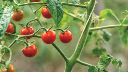 De futurs médicaments issus des pommes de terre et des tomates ?