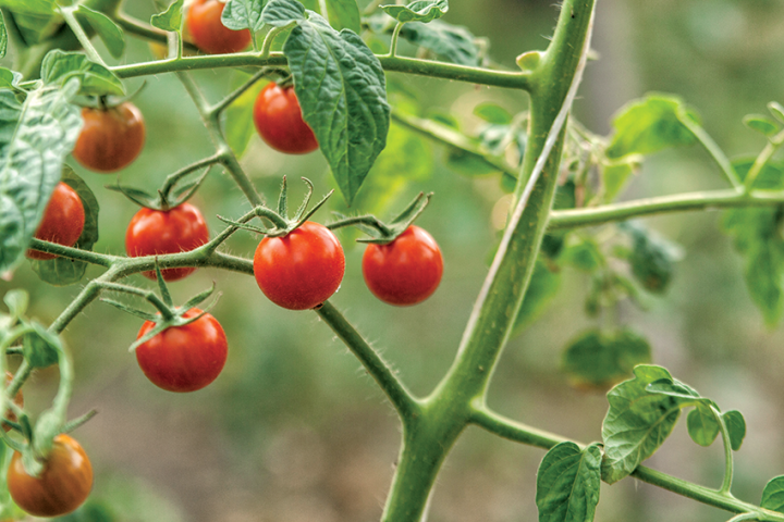 De futurs médicaments issus des pommes de terre et des tomates ?