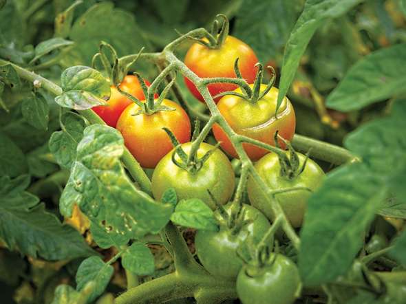 Les tomates, sources de caroténoides