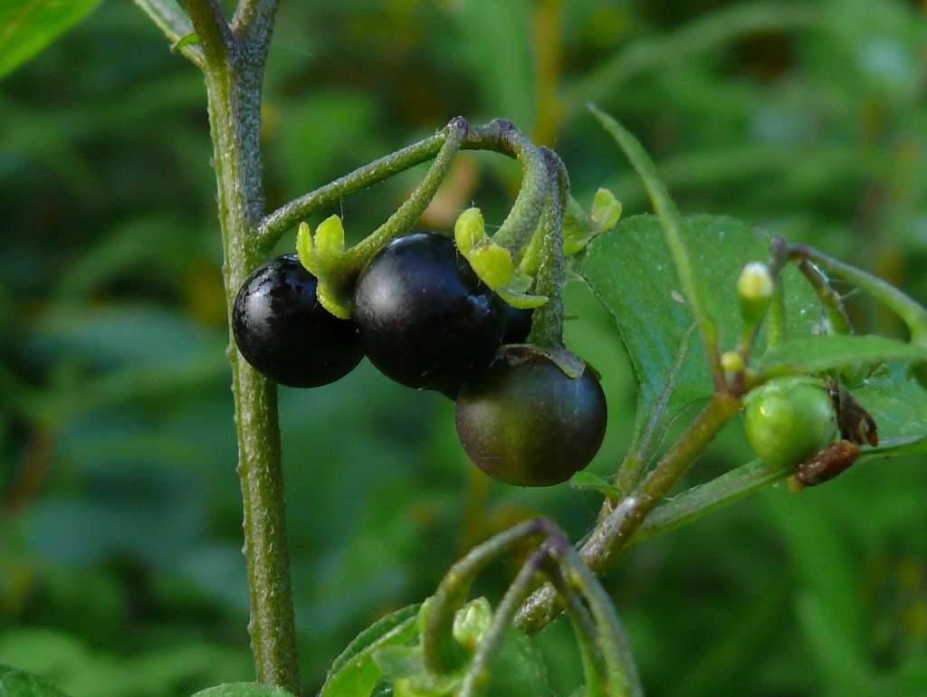 La morelle noire (Solanum nigrum) - Bienfaits, herbier, recette ...