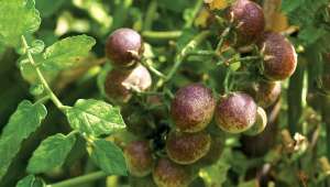 Solanum peruvianum, une espèce ancestrale de tomate sauvage