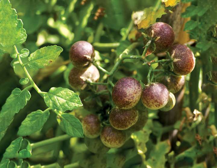 Solanum peruvianum, une espèce ancestrale de tomate sauvage