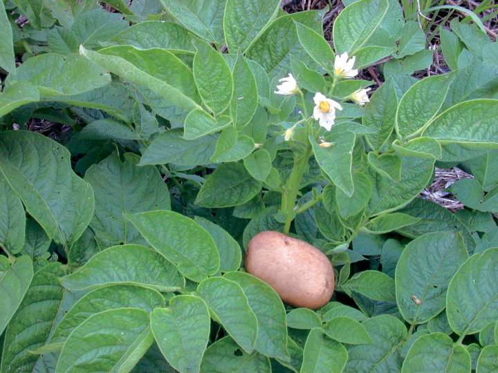 Les pommes de terre bonnes pour la récupération musculaire