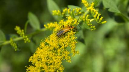 verge d’or du Canada (Solidago altissima)