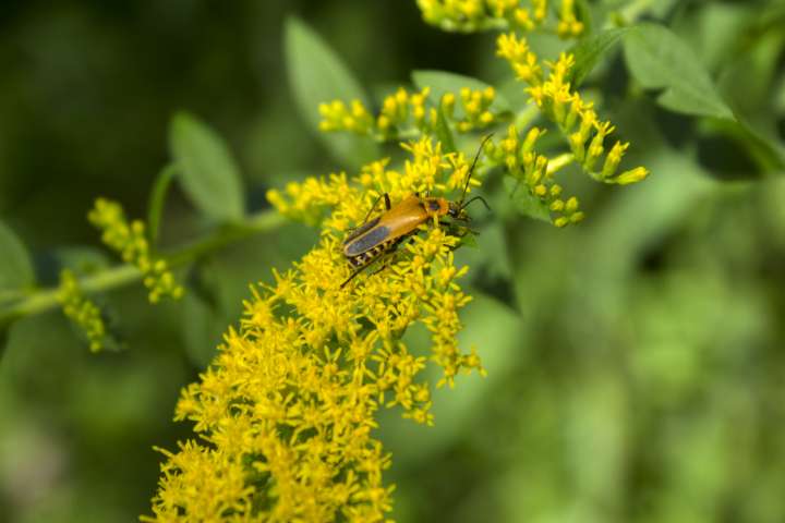 verge d’or du Canada (Solidago altissima)