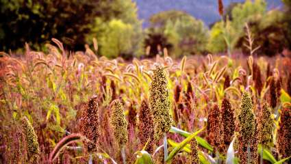 Le maïs en déclin, le sorgho et le tournesol en hausse