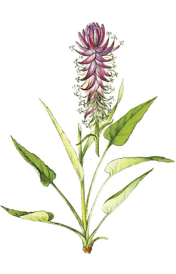 Bétoine (stachys officinalis)