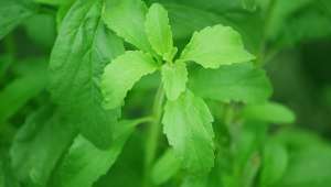 Stevia rebaudiana