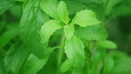 Stevia rebaudiana