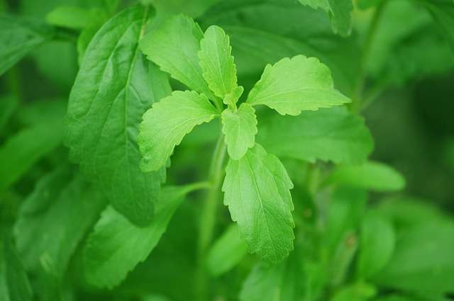 Stevia rebaudiana