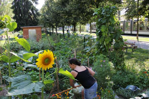 Jardin partagé