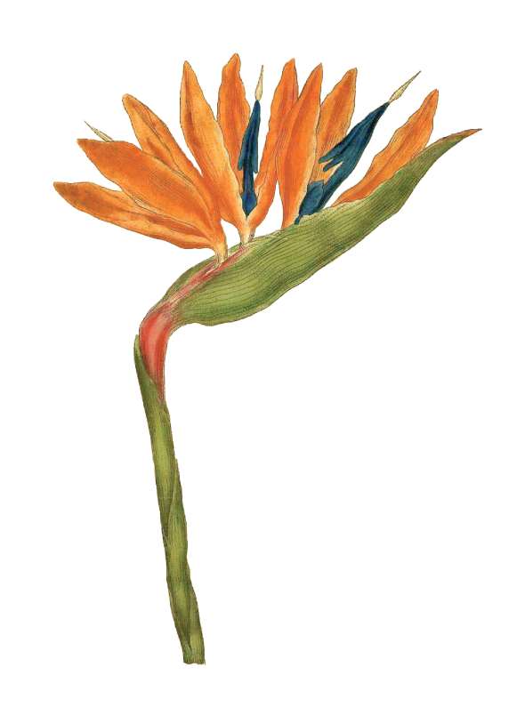 Strelitzia (strelitzia reginae)