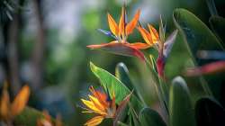 Strelitzia (strelitzia reginae)