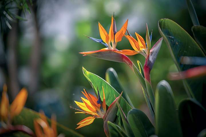 Strelitzia (strelitzia reginae)