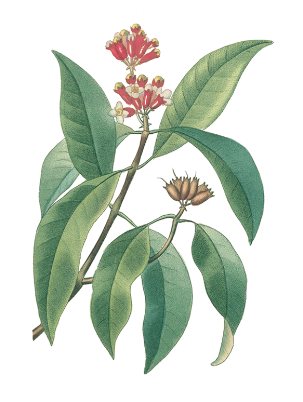 Giroflier (syzygium aromaticum)