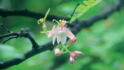 Le tamarin, plante candidate à la dépollution des eaux