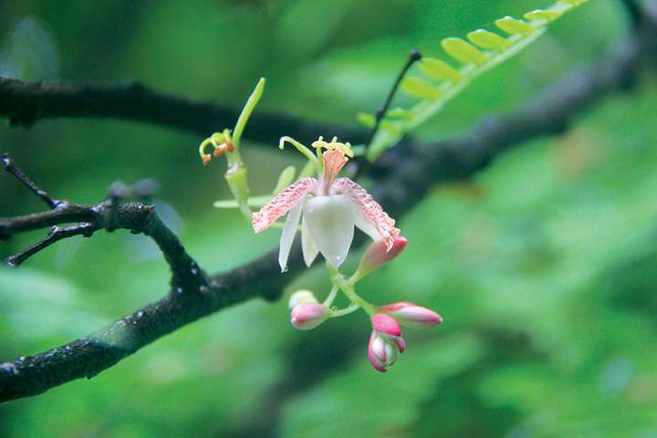 Le tamarin, plante candidate à la dépollution des eaux