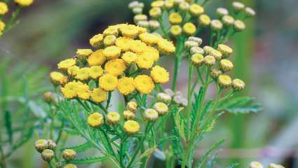 Tanaisie annuelle (camomille bleue)