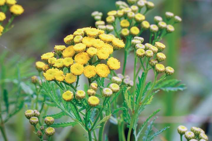 Tanaisie annuelle (camomille bleue)