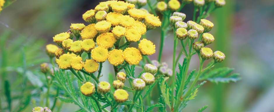 Tanaisie annuelle (camomille bleue)