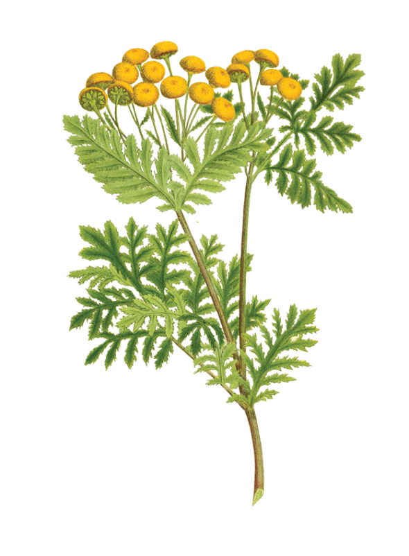 Tanaisie annuelle (Tanacetum annuum)