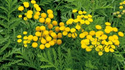 Tanacetum vulgare