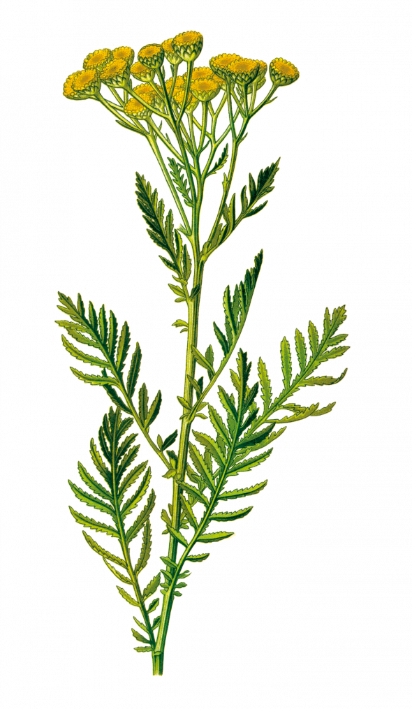 Tanaisie (Tanacetum vulgaris)