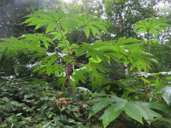 Aralie à papier de Chine (tetrapanax papyrifera)