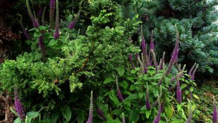 La germandrée iranienne (Teucrium hyrcanicum)