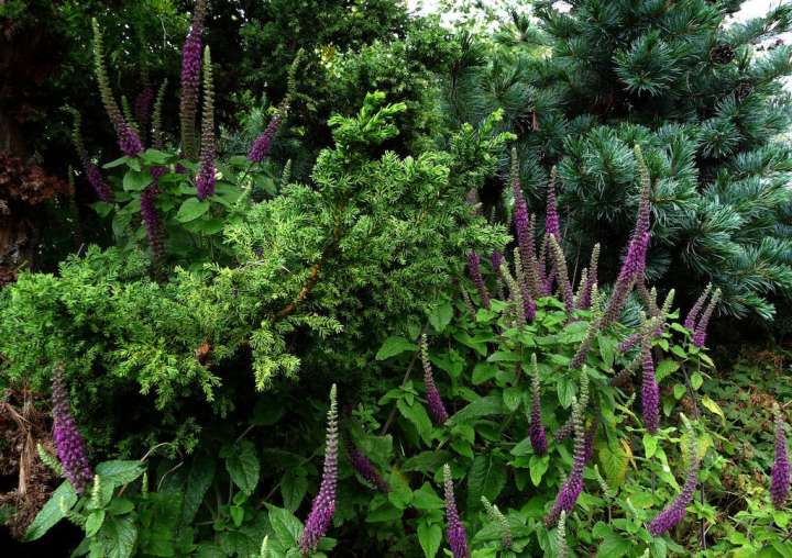 La germandrée iranienne (Teucrium hyrcanicum)