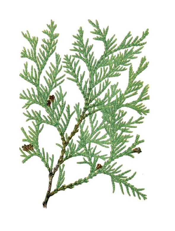 Thuya occidental (Thuja occidentalis)