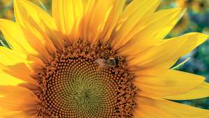 Comment les tournesols séduisent les pollinisateurs