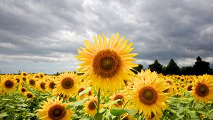 Tournesols